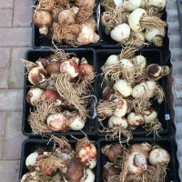 批發(fā)朱頂紅種球 朱頂紅種根種子頂紅孤梃花華胄蘭百子蓮量大優(yōu)惠